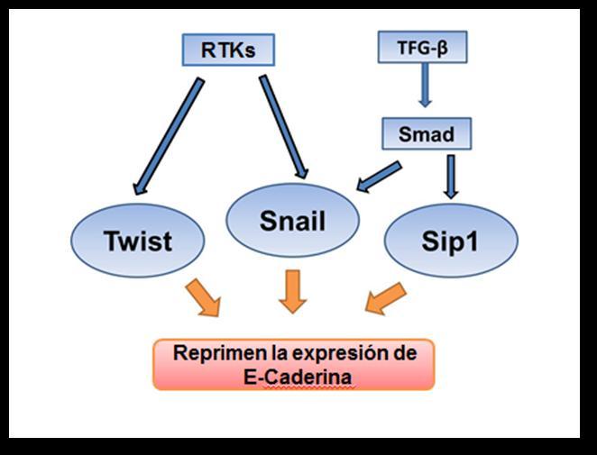 Figura 3: Esquema que muestra la inhibición de E-cadherina por medio de factores de transcripción (Snail y Twist) y por medio del factor de crecimiento TGF- β que activa a SMAD una proteína efectora