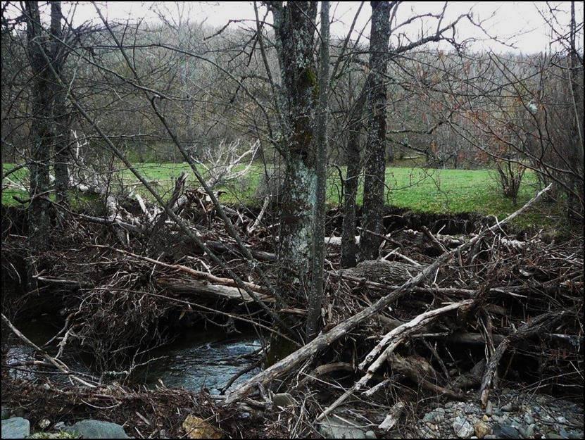 Limpieza de acumulaciones de arrastres en el cauce Se han retirado tapones en varios puntos de un tramo del río Trefacio debidos al