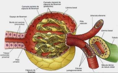 Corpúsculo Renal: Compuesto por glomérulo + cápsula de Bowman. Posee un aspecto granular debido a que se encuentran sólo en la corteza.