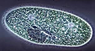 1.- DE LOS ORGANISMOS UNICELULARES A LOS PLURICELULARES Qué diferencia hay entre un organismo unicelular y uno pluricelular?