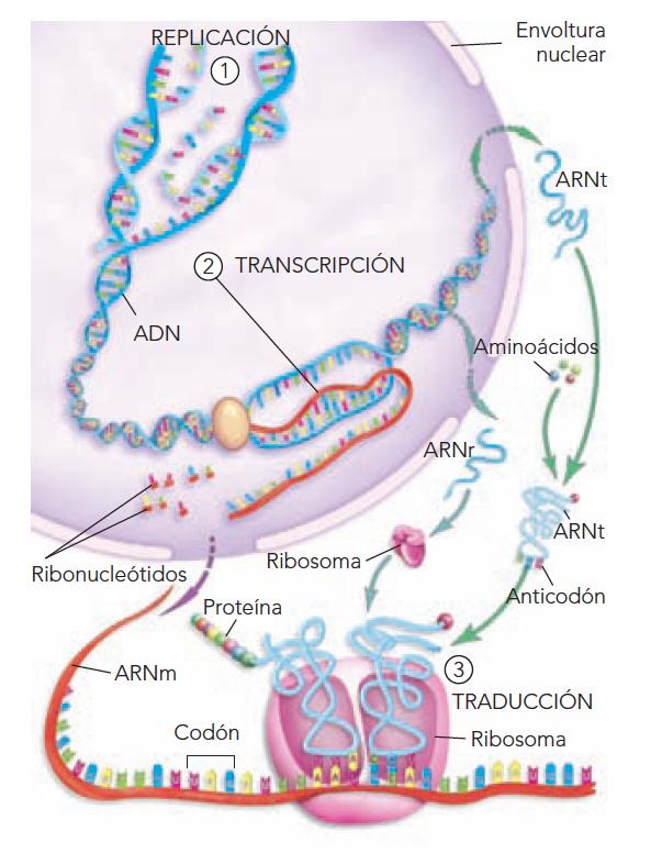 FUNCIONES BIOLÓGICAS DE LOS ÁCIDOS NUCLEICOS El ADN es una macromolécula que desempeña dos funciones de trascendental importancia para todos los seres vivos: üse replica ücontiene la información
