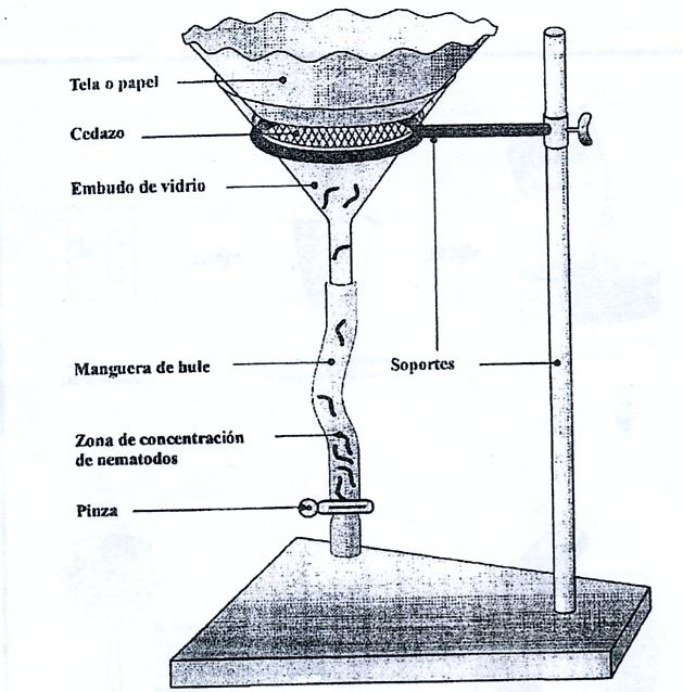 Figura 1. Técnica del Embudo de Bearmann empleado para la extracción de nemátodos presentes en Suelo (Esquivel, 2005)