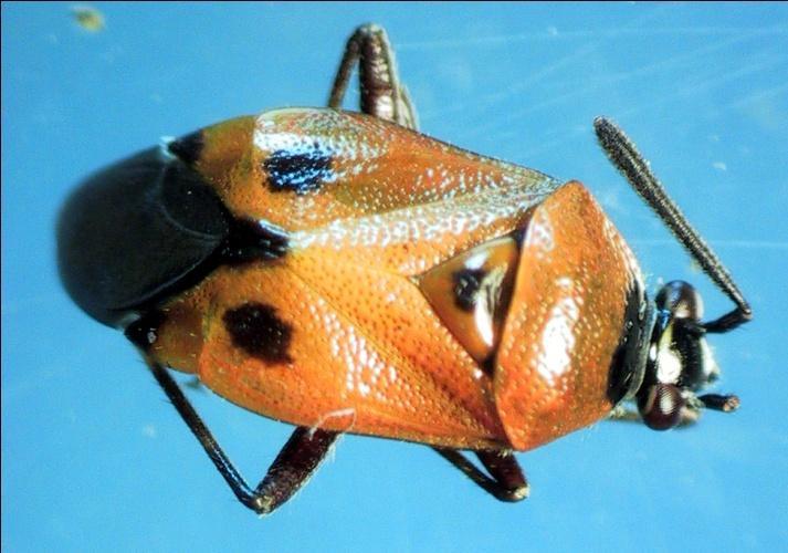 Deraeocoris punctum (Rambur, 1839) Insecto de unos cuatro mm de longitud. Tiene una coloración rojiza anaranjada.