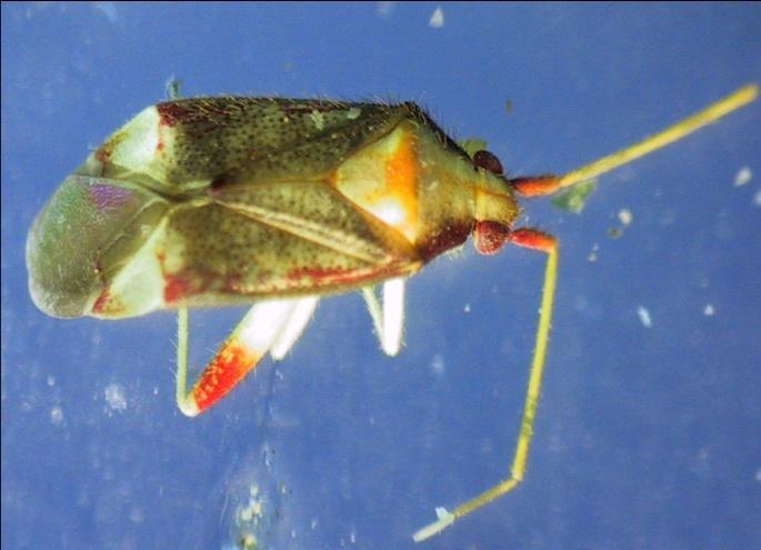 Pseudoloxops coccineus (Meyer-Dur, 1843) Heteroptero de unos 3 mm de tamaño de coloración rojiza variable en sus tonos. Las ninfas presentan un color anaranjado apagado.