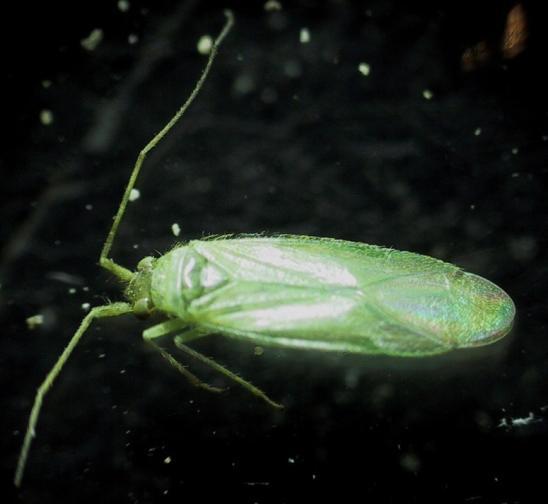 Brachynotocoris ferreri n. sp. Baena (in litteris) Insecto muy delicado de unos 2 mm de longitud de color verde pálido. Se alimenta de las principales plagas del olivo.