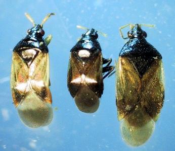 Orius spp. (Wolff, 1811) Heteroptera: Anthocoridae Los adultos miden entre 3 y 4 mm, tienen una coloración marrón sombreada con la cabeza negra.