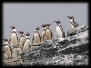 Objetivos Específicos de la Reserva Nacional Pingüino de Humboldt 1.