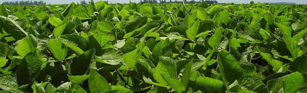 El rendimiento del cultivo de soja: Factores limitantes, brechas de rendimiento, variabilidad y márgenes de mejora.