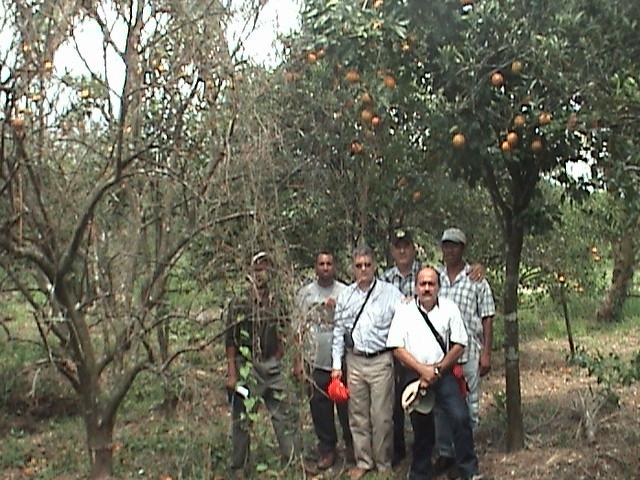 Árbol de Naranja Valencia injertado en Naranjo Agrio a la izquierda