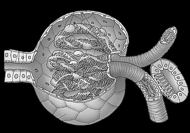 Un nefrón está constituido por diferentes estructuras: Glomérulo: ovillo de capilares sanguíneos que se encuentran encerrados en una estructura en forma de copa, la cápsula de Bowman.