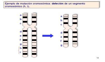 ALTERACIONES ESTRUCTURALES. Afectan a un segmento del cromosoma, produciendo un cambio del orden lineal de los genes en los cromosomas.