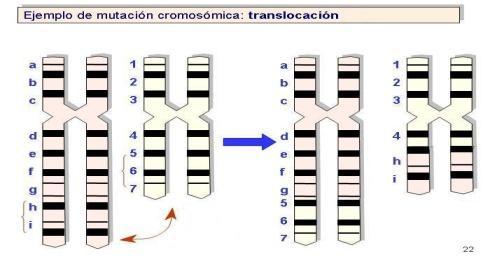 Duplicaciones: Un segmento de ADN aparece duplicada por una adición del mismo cromosoma o de otro homólogo.