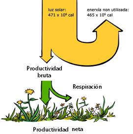 PRODUCTIVIDAD Produc7vidad primaria bruta: Total de la energía que capta la planta durante la fotosíntesis Respiración: Se gasta parte de esta energía en su