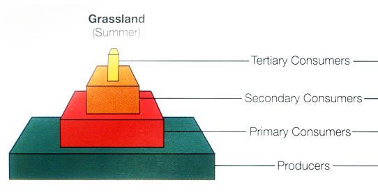 Pirámides Son diagramas, formados por distintos niveles: prod.