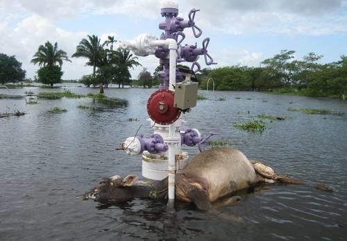 Censo animales-inundación en Tabasco 2007 Costo: 700 Millones de dólares (AMIS) 1.