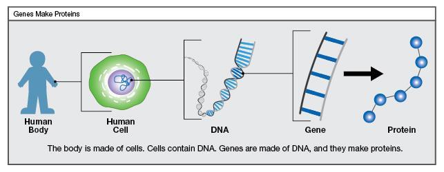 Del genoma al gen Dogma central de la