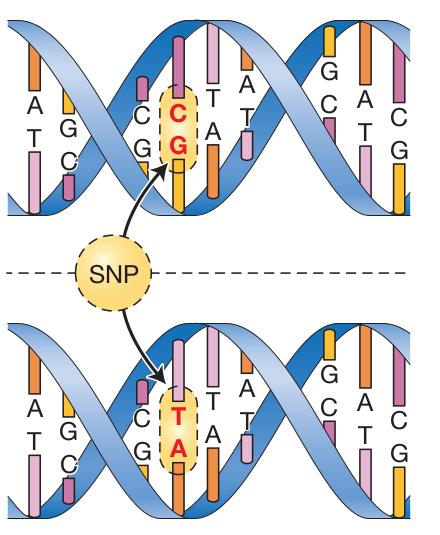 Variación genética simple: SNP