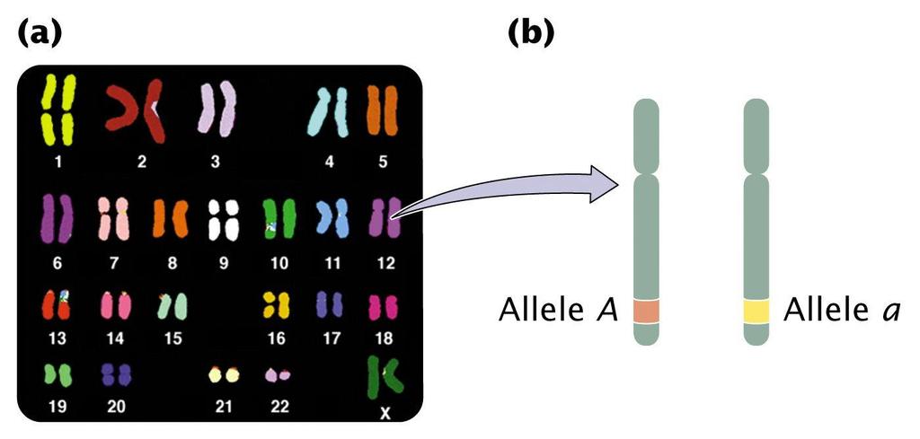 Genotipo Dos copias de un cromosoma (padre y madre) En un punto