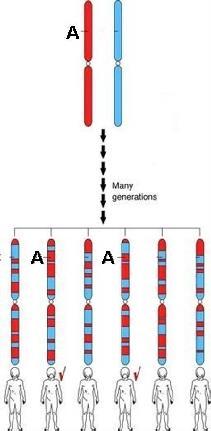 Fundamento Cromosoma ancestral Recombinación/n generaciones El desequilibrio de