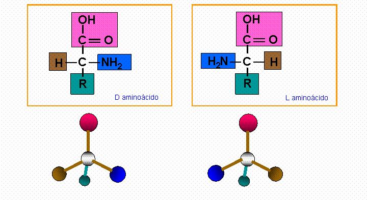 ISOMERÍA DE LOS AMINOÁCIDOS Todos los aminoácidos obtenidos de la hidrólisis de una proteína, excepto la glicocola, tienen un carbono