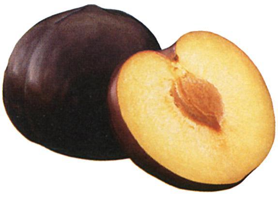 Black Ambar Fruto de piel negra en plena madurez, forma redondeada y achatada en los polos, tamaño mediano a grande con un diámetro estimado de 6,0 a 7,0 centímetros, de