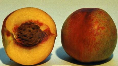 Características de las principales variedades de Nectarines Arm King Fruto piel de fondo amarillo, con 70% y más