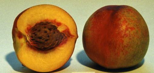 Late Le Grand Fruto con piel de color amarillo de fondo, bañado en rojo, redondeado, tamaño