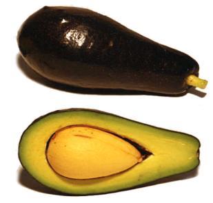 Mexícola Fruto de piel delgada, de color morado oscuro, con lenticelas blancas, de forma ovalada y tamaño mediano con un peso entre 140 y 250 gramos.