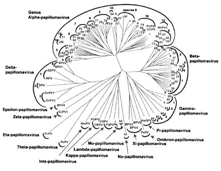 Figura 1. Árbol filogenético del virus papiloma (21) En función de su tropismo se clasifican en:. 1. GENOTIPOS DE VPH QUE AFECTAN A LA PIEL.