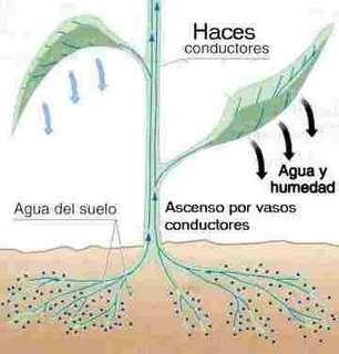 Funciones de la transpiración Crea un gradiente de potencial hídrico Disminuye la T de la planta Genera