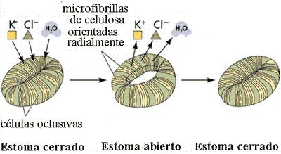 Apertura estomática Micelas -Bombeo de H+ mediante ATPasa hacia el exterior de la célula.