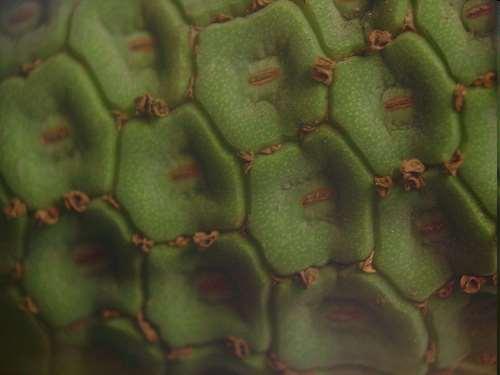 Por su localización se denominan: Epiestomáticas, con estomas únicamente en la cara adaxial o haz de las hojas.