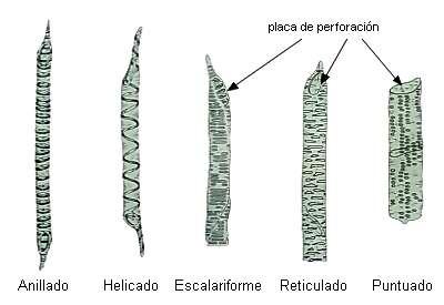 Elementos o miembros del vaso Se diferencian de las traqueidas por la presencia de perforaciones o áreas sin pared primaria ni