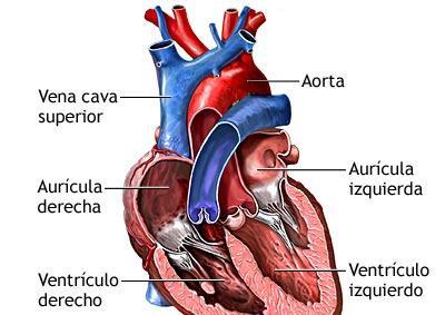 Órgano Corazón Los órganos están formados