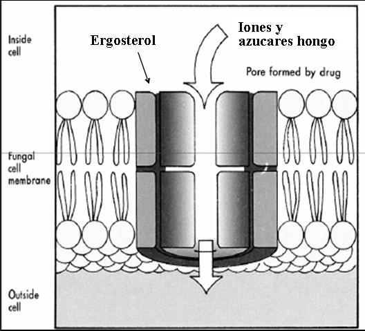 Nistatina: tópico Anfotericina B: IV POLIENOS Se unen al ergosterol de la membrana celular de hongos sensibles.