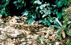 122 6. El sombrío El bosque es la mejor cubierta vegetal para controlar la erosión y conservar los suelos.