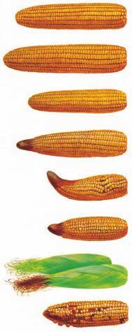 Guía sintomatológica de carencias nutritivas MAZORCA NORMAL de un maíz bien fertilizado, de alta producción.