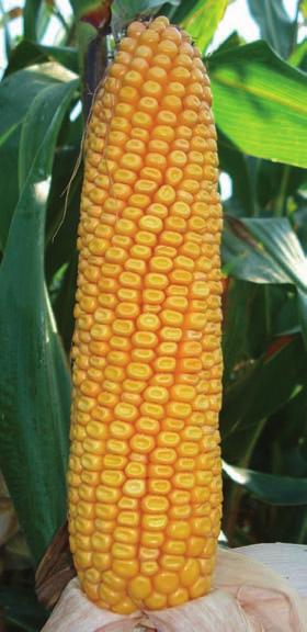 Timic El tres en uno de los maíces Ciclo 280/290 El tres en uno de los maíces: PRODUCCIÓN CALIDAD SANIDAD PRODUCCIÓN TIMIC te sorprenderá por sus altas producciones en materia verde y materia seca