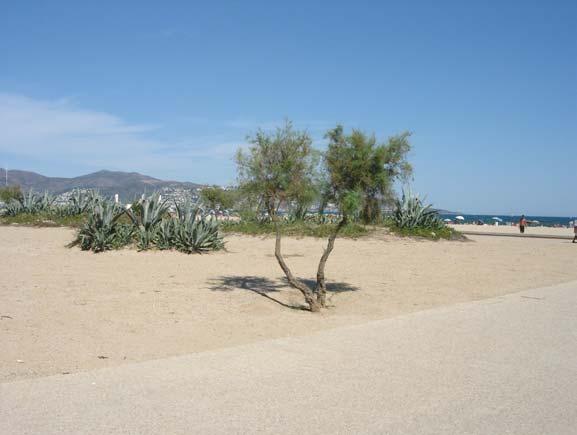 Comarruga Otra manera de fijar las dunas andantes es mediante la plantación de arbustos y pequeñas palmeras en la misma playa.