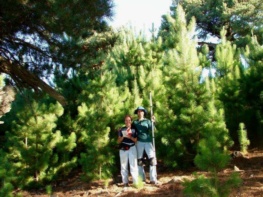 Pino endémico Pinus
