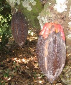 Efecto del manejo en la reducción de incidencia de enfermedades (Moniliasis, Escoba de Bruja y Mazorca Negra) en el cultivo de Cacao (Theobroma cacao l.) en la Estación Experimental de Sapecho.