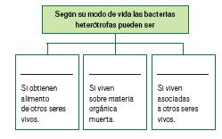 61. Marca en la tabla con una 3 donde corresponda. 62. Contesta las siguientes preguntas sobre las bacterias: a) Qué son las bacterias? b) A qué reino pertenecen?