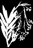 E p í f i t a 52 Guía ilustrada de las orquídeas del Valle Geográfico del río Cauca y Piedemonte Andino Bajo Epidendrum ruizianum Steud Epi. o Terr., Cesp., Ram.; 90-120 cm; A; Neotrop.