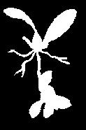 E p í f i t a 64 Guía ilustrada de las orquídeas del Valle Geográfico del río Cauca y Piedemonte Andino Bajo Maxillaria tenuibulba Christenson. Epi., Bulb.; 25-35 cm; End. Col: (Qui, VdC) 1.000-1.