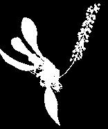 E p í f i t a 66 Notylia incurva Lindl Guía ilustrada de las orquídeas del Valle Geográfico del río Cauca y Piedemonte Andino Bajo Distribución Presente, desde.