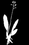 T e r r e s t r e 68 Guía ilustrada de las orquídeas del Valle Geográfico del río Cauca y Piedemonte Andino Bajo Oeceoclades maculata (Lindl.) Lindl. Terr. o Epi., Ros., Bulb.; 30-50 cm; N; Pantrop.