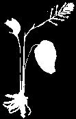 T e r r e s t r e 70 Pelexia olivacea Rolfe. Guía ilustrada de las orquídeas del Valle Geográfico del río Cauca y Piedemonte Andino Bajo Terr., Tub.
