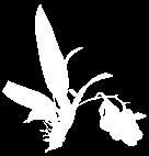 E p í f i t a 76 Rodriguezia granadensis Rchb. f. Guía ilustrada de las orquídeas del Valle Geográfico del río Cauca y Piedemonte Andino Bajo Epi., Bulb.;10-15 cm ; E; (Col) 1.020-1.600 msnm.