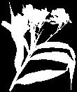 T e r r e s t r e 80 Sobralia roezlii Rchb. f. Guía ilustrada de las orquídeas del Valle Geográfico del río Cauca y Piedemonte Andino Bajo Distribución Endémica a Colombia.