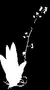 E p í f i t a 84 Trichocentrum carthagenense (Jacq.) M.W Chase & N.H. Williams. Guía ilustrada de las orquídeas del Valle Geográfico del río Cauca y Piedemonte Andino Bajo Epi., Bulb.; 36-45 cm; A;.